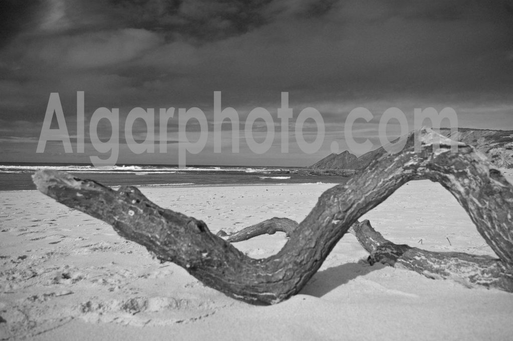 Algarve photography Amoreira Driftwood