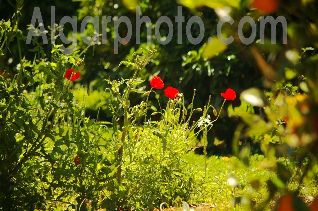 Algarve photography Orange Grove Poppies
