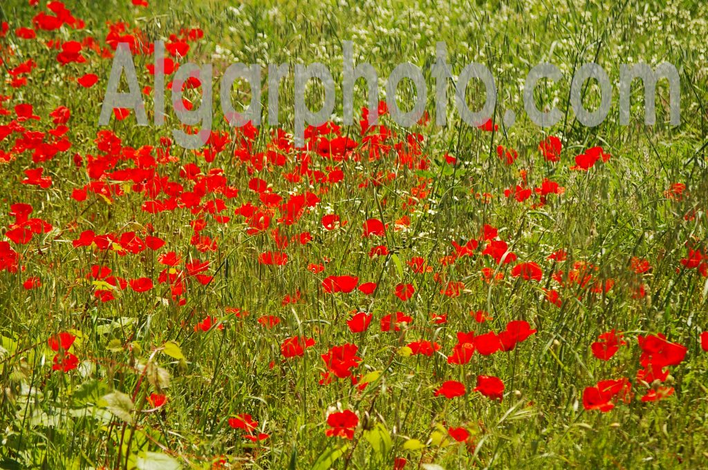 Algarve photography Poppies 2