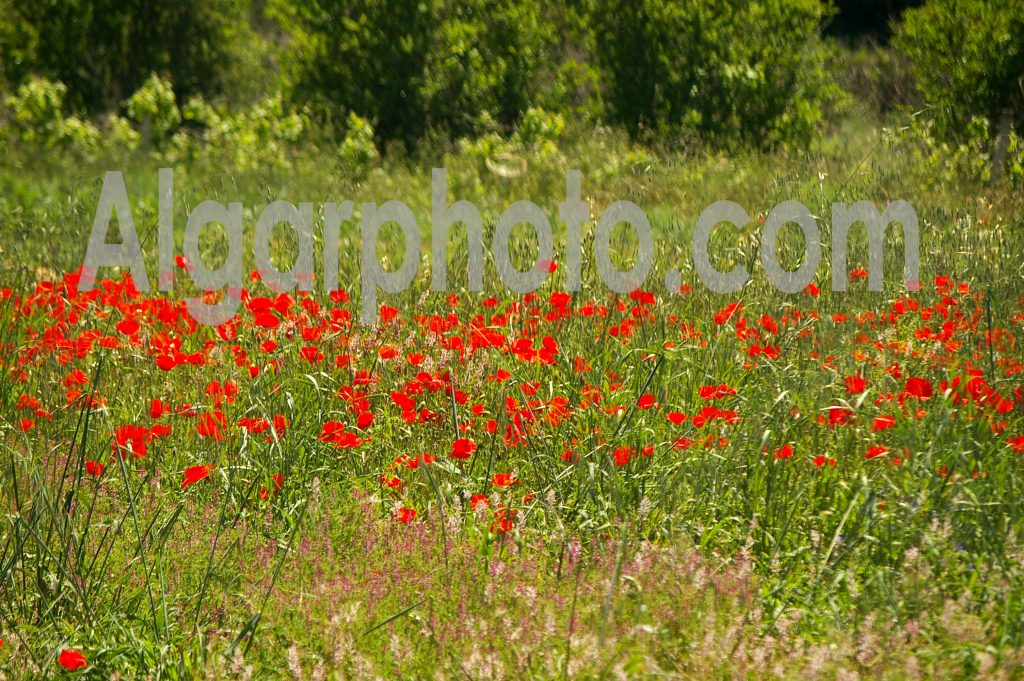Algarve photography Poppies 3