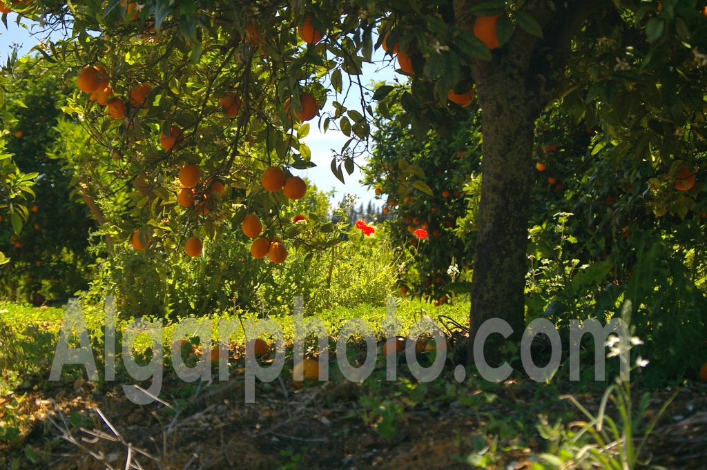 Algarve photography Oranges and Poppies 1