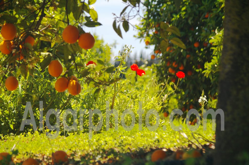 Algarve photography Oranges and Poppies 2