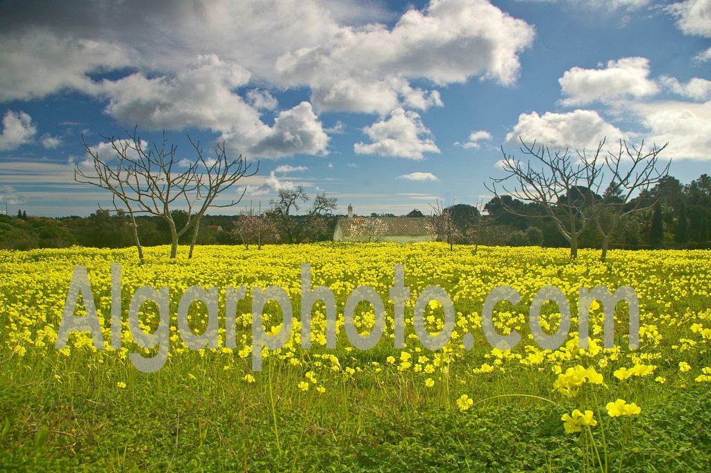 Algarve photography Springtime