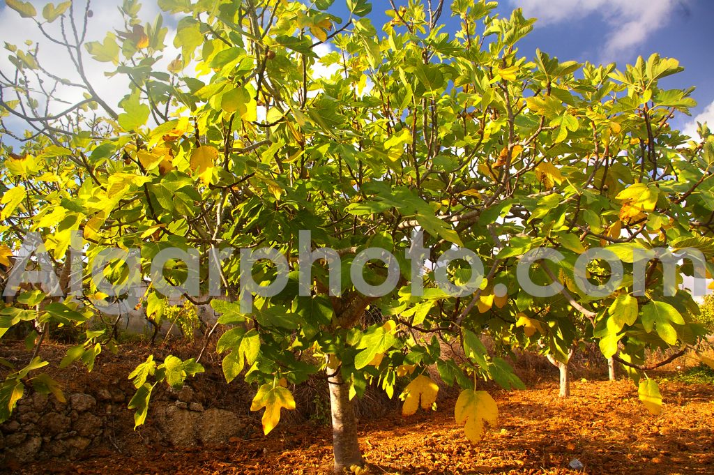 Algarve photography Autumn Vines Fig Trees 3