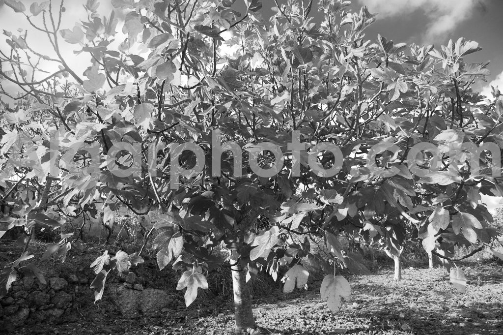 Algarve photography Autumn Vines Fig Tree 3 Mono