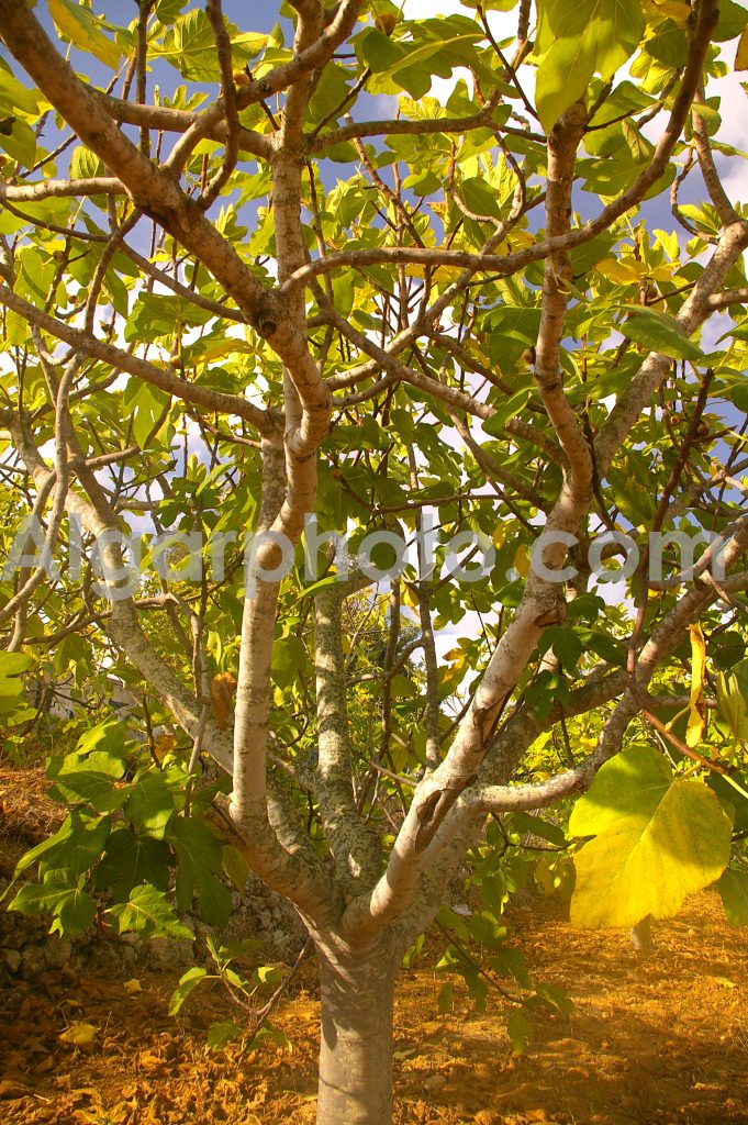 Algarve photography Autumn Vines Fig Trees 2