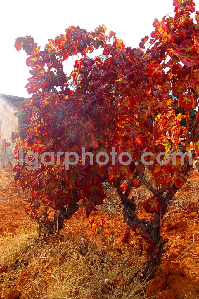 Algarve photography Autumn Vines 1