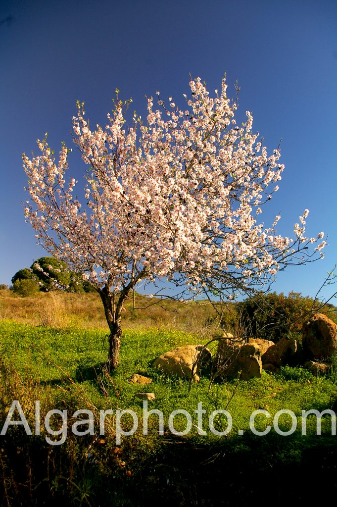 Algarve photography Lombos Almond tree in spring 2 of 2