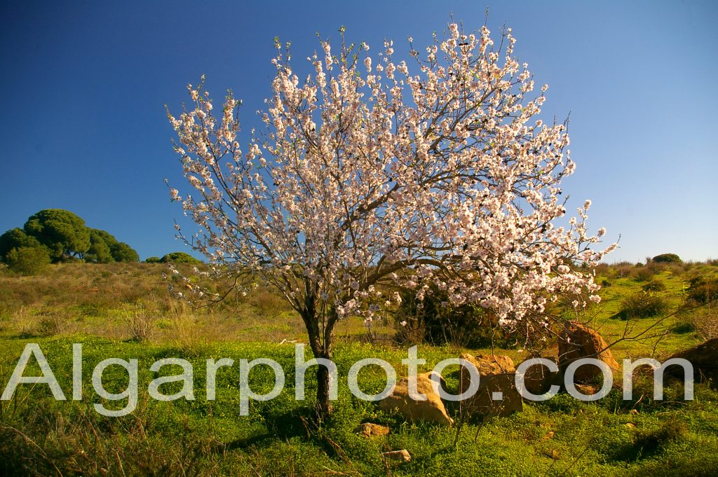 Algarve photography Lombos Almond tree in spring 1 of 2