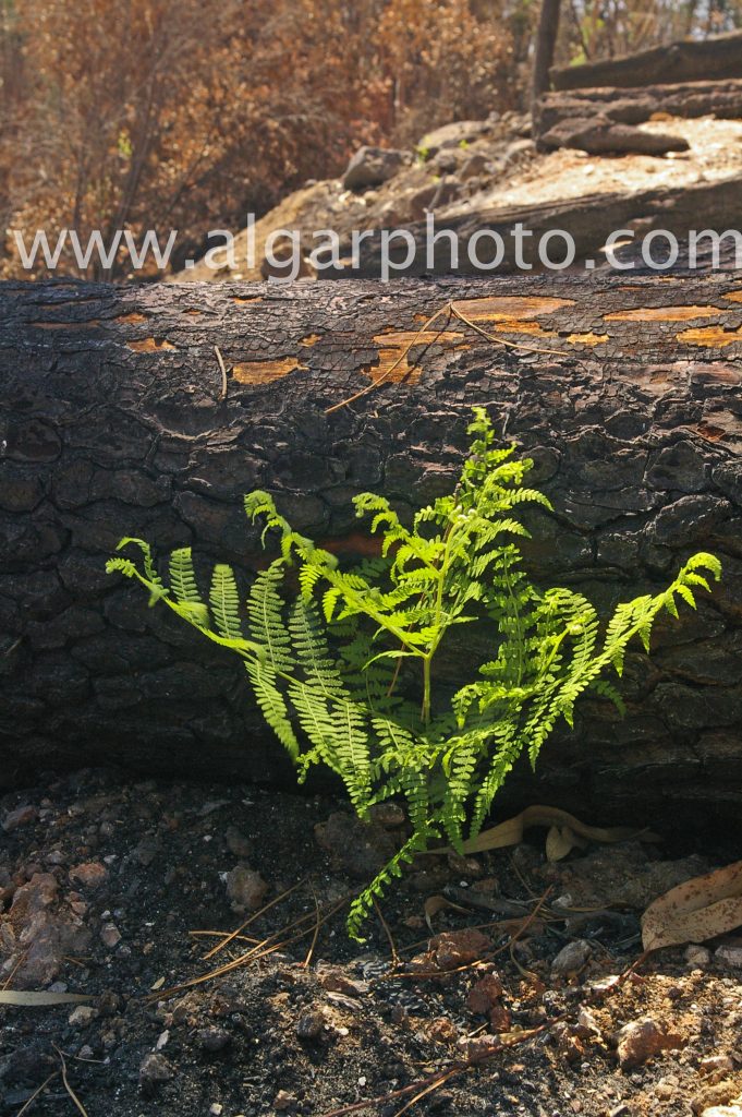 Algarve photography a new fern springs from the ashes of the 2018 Monchique wildfires