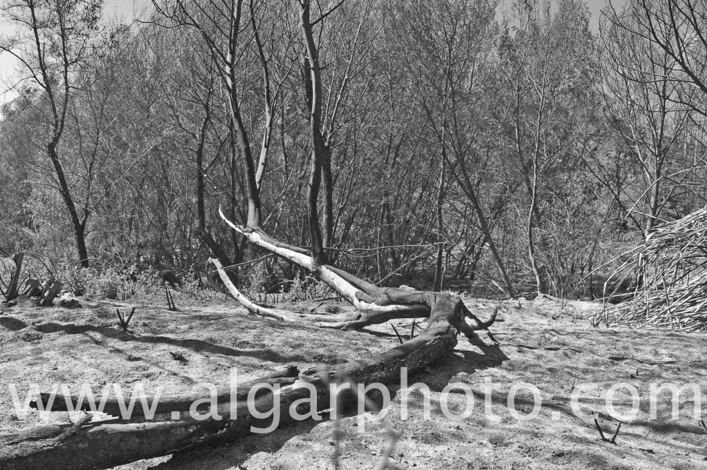 Algarve photography fallen tree after wildfires in Monchique Mono
