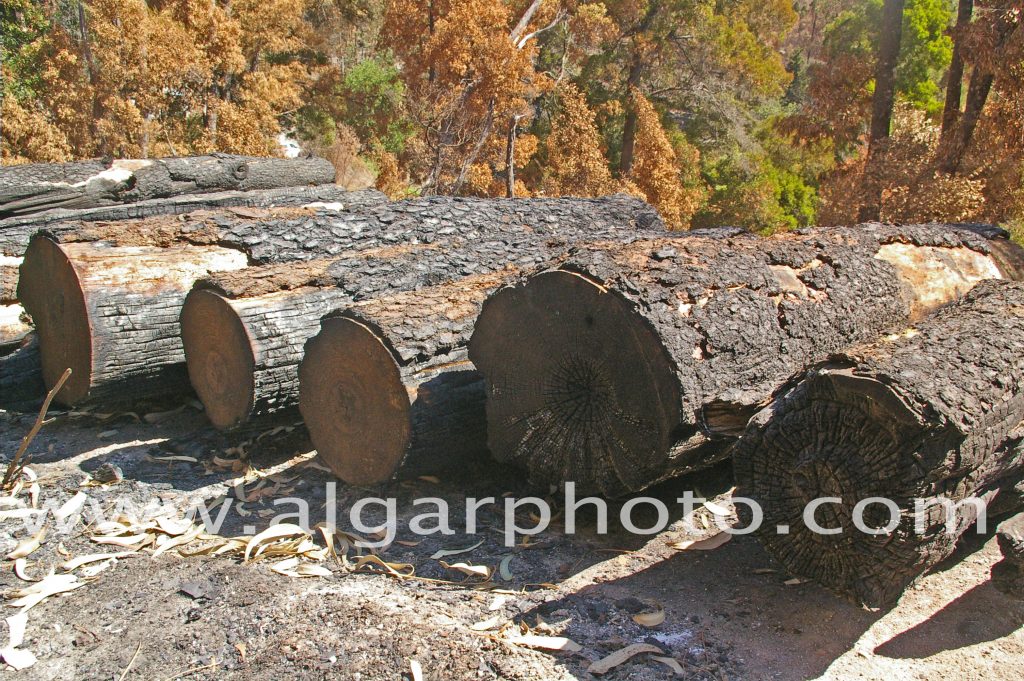 Algarve photography burnt logs following the wildfires in Monchique (also in mono)