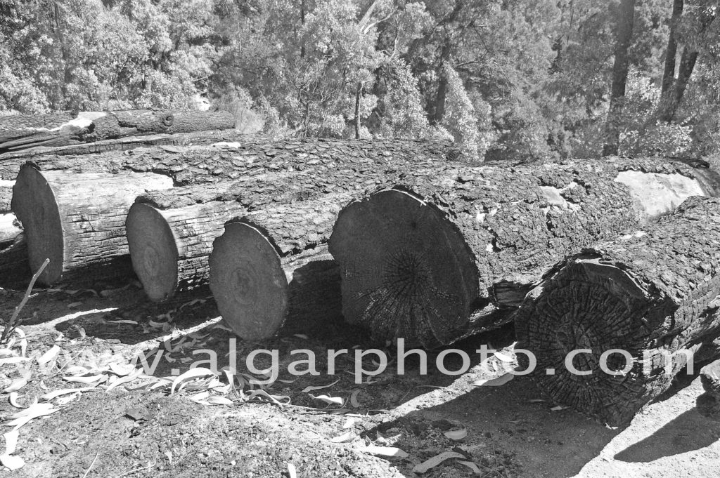 Algarve photography burnt logs after wildfires in Monchique Mono